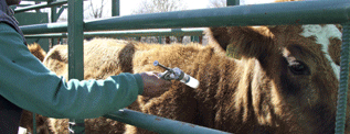 veterinarios