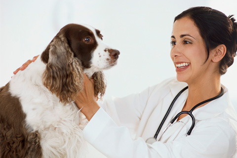 Veterinario examinando un cachorro de perro